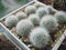 Small seedlings of cactus Escobaria orcuttii with dense spination