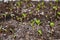 Small seedlings cineraria maritime