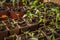 Small seedlings is growing in cultivation trays