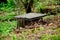 Small self-made bench from a forest stub