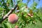 Small semi-ripe red peach on the tree infected with leaf curl infection