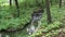 Small serene creek waterfalls in the woods - peace