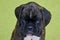 Small serious black with white spot on nose bridge Boxer puppy on green background.