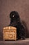 A small shaggy black-brown dog of breed puli stands on a chest on a brown background