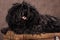 A small shaggy black-brown puli breed dog lies on a chest on a brown background