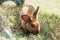 Small shaggy brown rabbit on grass