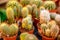 Small shaggy cacti in pots