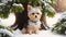 A small shaggy dog sits in the snow under a tree in winter. Generation AI