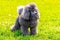 Small shaggy gray poodle in the park on the grass