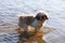 A small shaggy sweet dog stands in water.