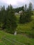 A small, shallow spring between the fir trees and the bridge lying through it