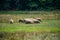 Small sheep flock grazing on meadow near the wood