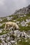 Small sheep pasturing near Triglav mountain