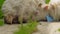 Small sheep resting on wooden footpath at farm, closeup detail to head only