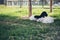 Small sheep sleeping and eating grasses in a field and sheep farm