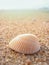 Small shell rests on the sand.