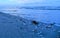 Small shells form a path along the tropical shoreline in South Florida