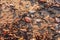 Small shells on sea sand