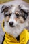 Small sheltie puppy portrait with yellow rain coat jacket