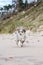 Small shetland sheepdog sheltie puppy walking near baltic sea shoreside