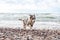 Small shetland sheepdog sheltie puppy walking near baltic sea shoreside