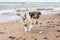 Small shetland sheepdog sheltie puppy walking near baltic sea shoreside