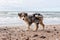 Small shetland sheepdog sheltie puppy walking near baltic sea shoreside