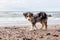 Small shetland sheepdog sheltie puppy walking near baltic sea shoreside