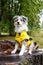 Small shetland sheepdog sheltie puppy with yellow raincoat sitting on a cutten wood