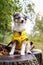 Small shetland sheepdog sheltie puppy with yellow raincoat sitting on a cutten wood