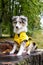 Small shetland sheepdog sheltie puppy with yellow raincoat sitting on a cutten wood