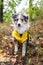 Small shetland sheepdog sheltie puppy with yellow raincoat sitting on pedestrian path with autumn leafs fallen on ground