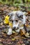 Small shetland sheepdog sheltie puppy with yellow raincoat sitting on wood path with early autumn leaves fallen on ground