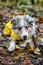 Small shetland sheepdog sheltie puppy with yellow raincoat sitting on wood path with early autumn leaves fallen on ground