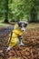 Small shetland sheepdog sheltie puppy with yellow raincoat sitting on wood path with early autumn leaves fallen on ground