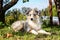 Small shetland sheepdog sitting in grass near fence