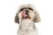 Small shih tzu dog licking his nose