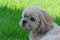 Small Shih Tzu dog lounging in the green grass, gazing into the horizon with a contemplative look