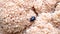 A small shiny black beetle sits on a mushroom Sparassis spathulata.