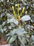 Small shiny leaves of Rincospermum, new leaves in spring