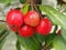 Small shiny red crab apples, variety Red Sentinel