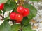 Small shiny red crab apples, variety Red Sentinel