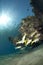 Small shoal of Yellowfin goatfish in shallow water
