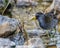 A small shorebird called a Sora