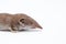 An small shrew