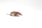 An small shrew