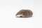 An small shrew