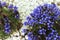 Small shrub with blue flowers on white pebbles background