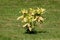 Small shrub of Japanese laurel or Aucuba japonica evergreen plant with lush foliage of glossy yellow green leaves with golden