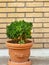 Small shrub plant in front of yellow brick wall